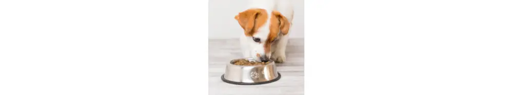 Offre Exclusive Croquette pour chien sans céréales