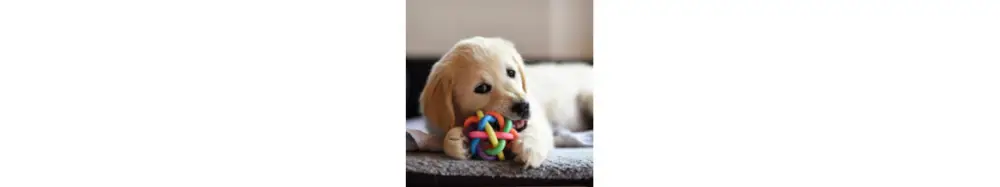 Jouet pour chien Super Prix