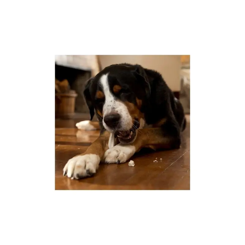 Prozym Anti tartre pour chien stick RF2 L sch 12 vegan Meilleure Vente