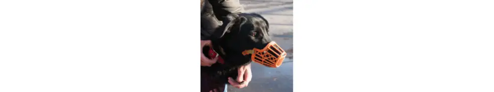 Comportement et éducation pour chien Haute Qualité