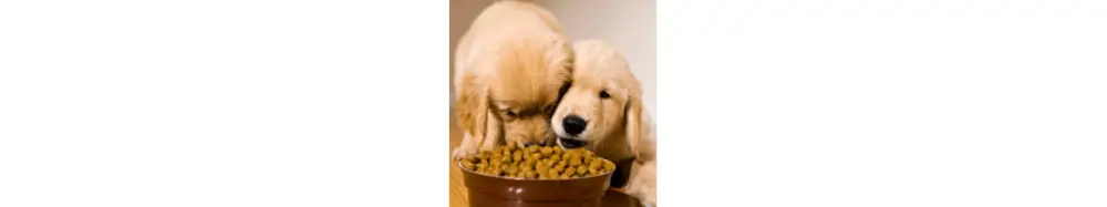 Croquette pour chien Nouvelle Collection