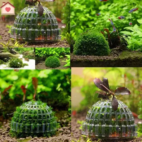 Aquaplante Mousse Dôme – Support de croissance pour mousses d&rsquo;aquarium Nouvel Arrivage