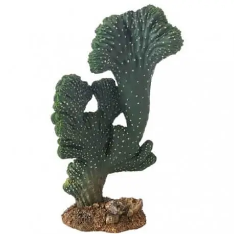 Meilleur Prix Hobby Cactus Victoria 2