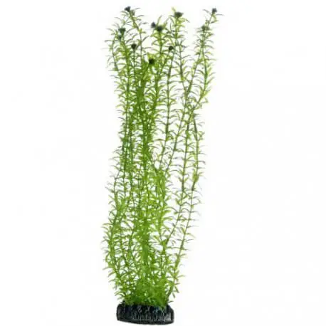 Achat Immédiat Hobby Lagarosiphon 34cm – Plantes artificielles