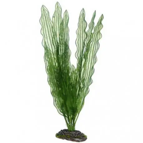 Hobby Aponogeton 39cm – Plante artificielle Bon Marché