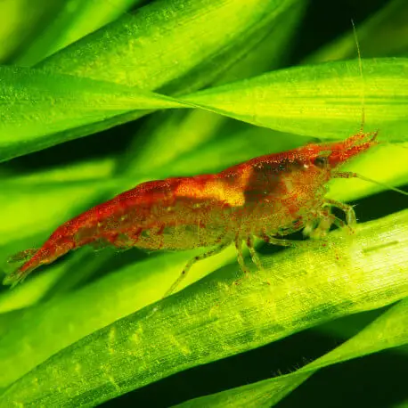 Satisfait Ou Remboursé Crevette Neocaridina denticulata Red Cherry