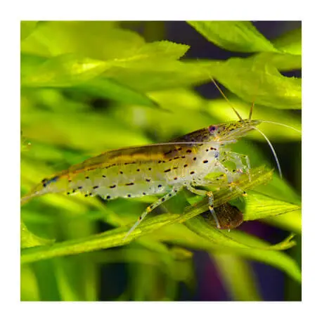 Seulement Aujourd&rsquo;hui Crevette Caridina multidentata – Japonica / Amano shrimp taille XL-XXL