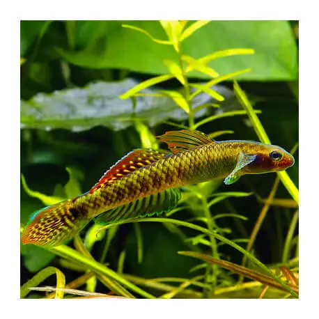 Stiphodon Ornatus Rainbow (Sauvage – Indonésie) Offre Exclusive