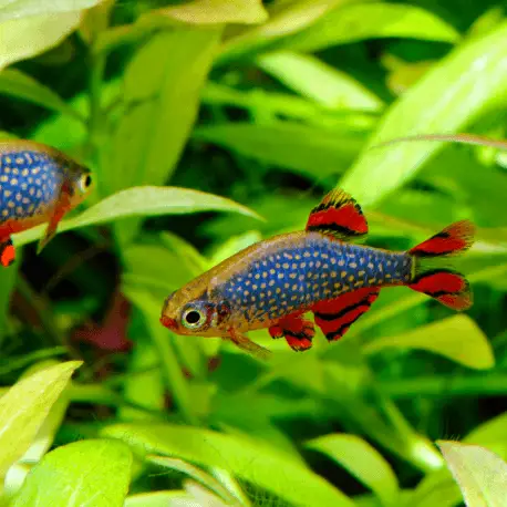 Celestichthys margaritatus – Rasbora Galaxy (Elevage semi-sauvage – Indonésie) Acheter En Ligne