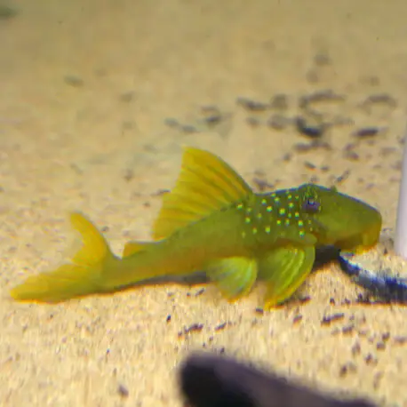 Satisfait Ou Remboursé Baryancistrus demantoides L200 XL-XXL (Sauvage – Colombie)