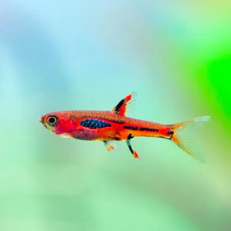 Boraras sp. – Rasbora Merah (Elevage semi-sauvage – Indonésie) Nouvelle Collection