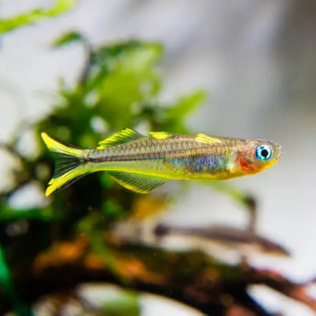 Acheter Direct Pseudomugil Furcatus – Popondetta furcata (Elevage semi-sauvage – Indonésie)