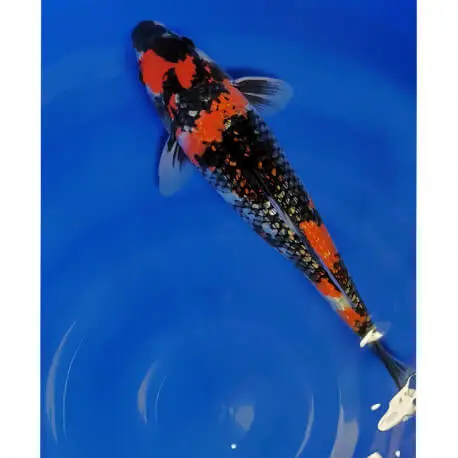 Carpe Koï Ginrin Sanke 37cm Eleveur Shinoda Acheter En Ligne