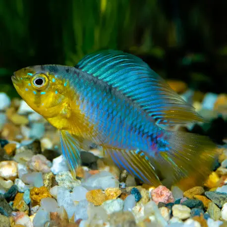 Solde Apistogramma borelli Opal COUPLE Elevage