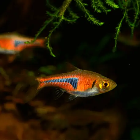 Trigonostigma espei S-M – Rasbora Espei Nouvelle Collection