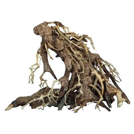Bon Plan Superfish BONSAI ROOT M – Bonsaï