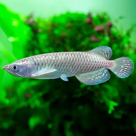 Authentique Scleropages jardinii – Arowana perlé Australien 20/25cm