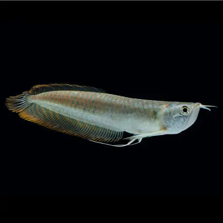 Bon Marché Osteoglossum bicirrhosum – Arowana argenté (Elevage) small