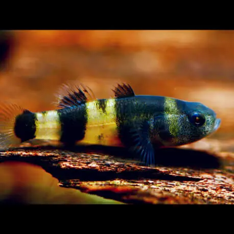 Brachygobius doriae – Gobie abeille M Expédition Rapide
