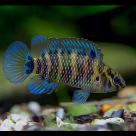 Badis badis – Badis bleu Achetez Aujourd&rsquo;hui