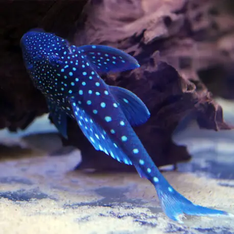 Bon Plan Hemiancistrusl128 – Blue Phantom M (Sauvage – Colombie)