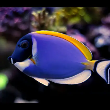 Acanthurus leucosternon – Chirurgien à poitrine blanche M Commander Vite