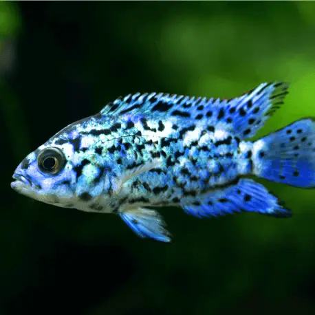Cichlasoma octofasciatum Blue jack dempsey grade A 3-6cm Retour Gratuit