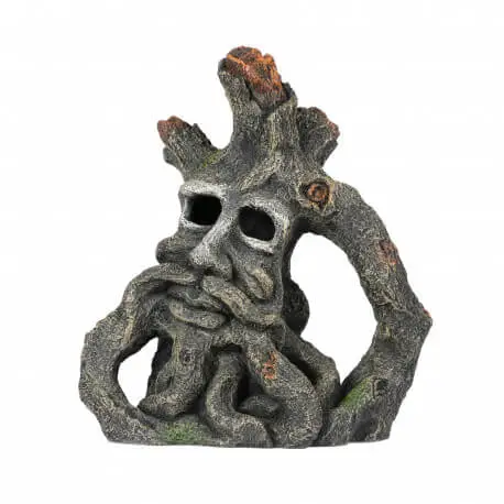 Acheter Direct Aqua Della Jacob root