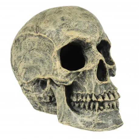 Dernier Modèle Aqua Della Tête de mort