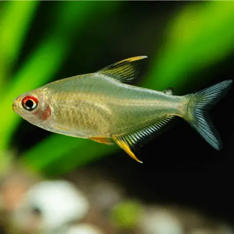 Acheter Direct Hyphessobrycon pulchripinnis – Tetra citron