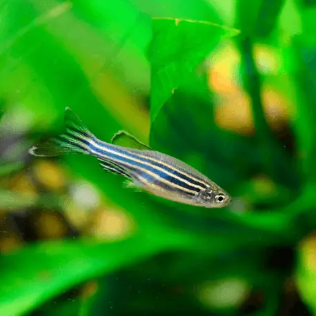 Authentique Danio rerio – Poisson zèbre L-XL