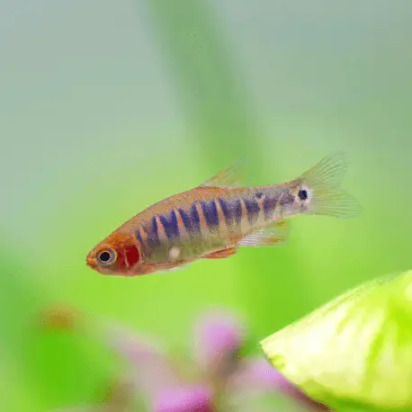 Celestichthys (Microrasbora) erythromicron – Rasbora Emeraude (Elevage semi-sauvage – Indonésie) Jusqu&rsquo;à Épuisement Des Stocks
