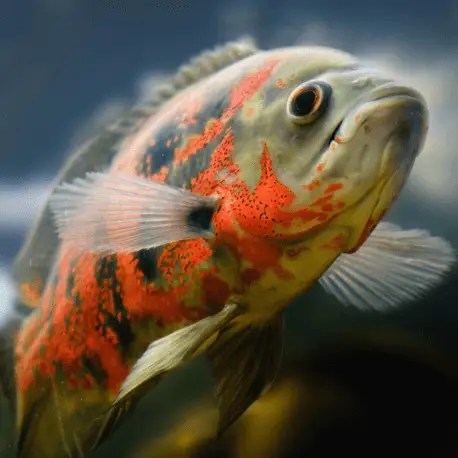 Seulement Aujourd&rsquo;hui Astronotus ocellatus – Tiger Oscar 4-7cm