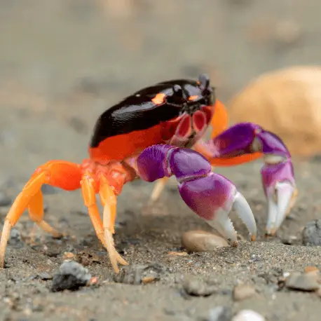 Affaire À Saisir Gecarcinus quadratus – Crabe Halloween L-XL