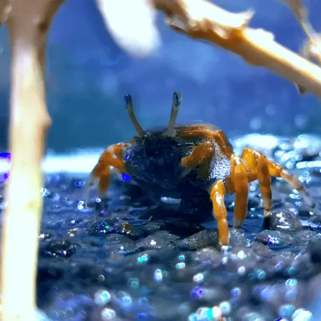 Uca sp. Super red – Crabe violoniste (Philippines) Femelle Nouvel Arrivage