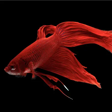 Top Vente Betta splendens Veiltail Red mix