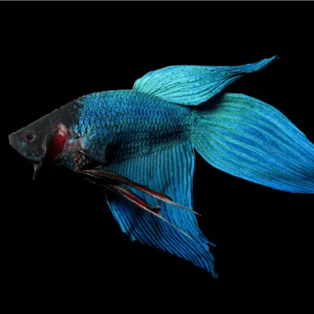 Betta splendens Veiltail Blue mix Achat Immédiat