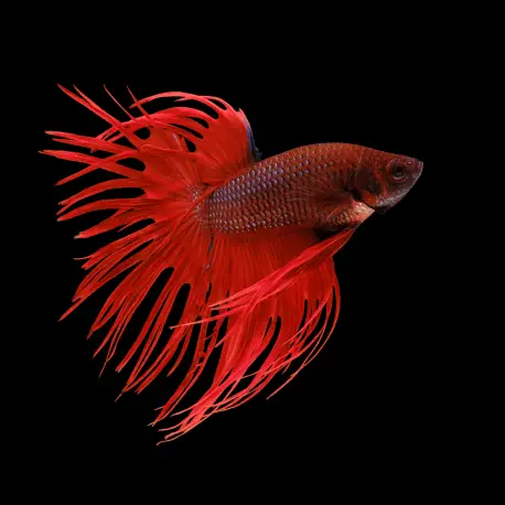 Betta splendens Crowntail Red mix Haute Qualité