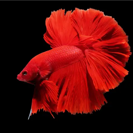 Seulement Aujourd&rsquo;hui Betta splendens Halfmoon Red mix
