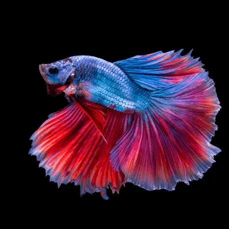 Betta splendens Halfmoon Multicolor mix Jusqu&rsquo;à Épuisement Des Stocks