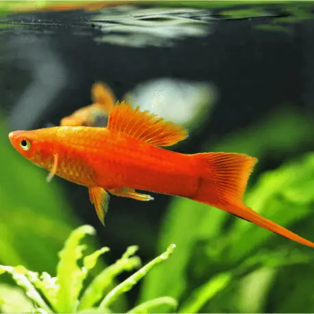 Xiphophorus helleri – Xipho porte-épée mâle mix Paiement Sécurisé