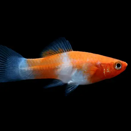 Xiphophorus helleri – Xipho porte-épée femelle mix Meilleure Vente
