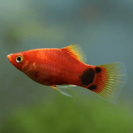 Xiphophorus maculatus – Platy mâle mix Nouvelle Collection