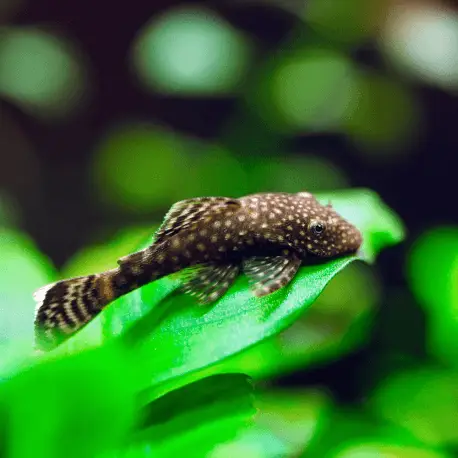 Ancistrus sp. 3-5 cm (Elevage Europe) Retour Gratuit