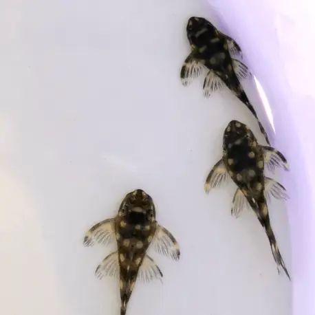 Bon Plan Hypancistrus sp. L471 3-5cm (Elevage – Taïwan)