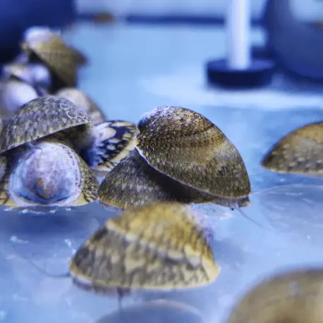 Septaria porcellana Escargot mangeur d&rsquo;algues Nouvel Arrivage