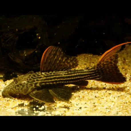 Solde Pseudacanthicus pirarara L025 20-25CM – Scarlet cactus pleco
