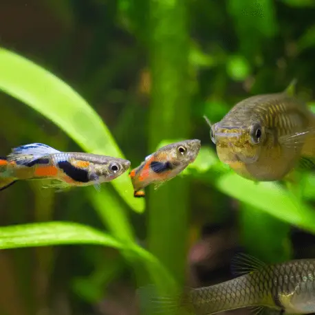 Authentique Poecilia wingei – Guppy endler Femelle mix