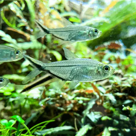 Vente Flash Moenkhausia costae (Sauvage Brésil)
