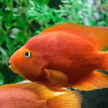 cichlasoma sp. blood parrot – Cichlidé perroquet Jusqu&rsquo;à Épuisement Des Stocks